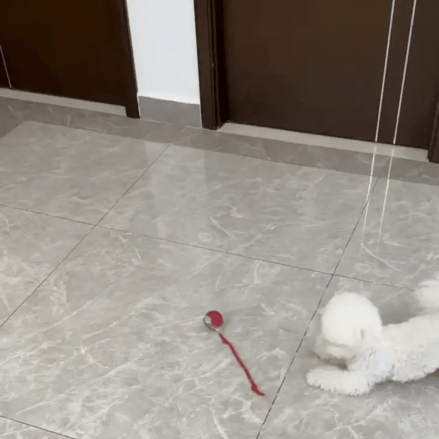 TurboTail™ Interactive Cat Toy
