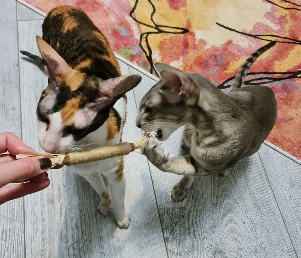 <p><strong>Approved by 21,000+ Healthy Cats!</strong></p>