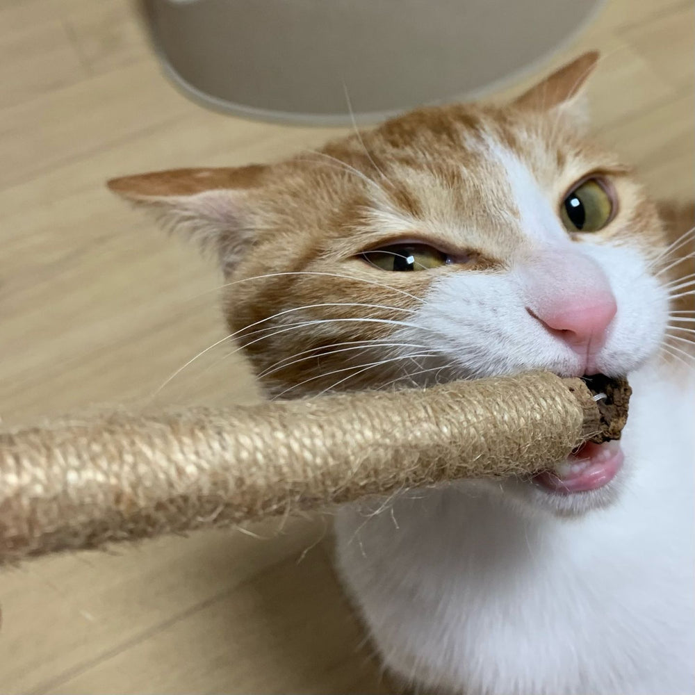 <p><strong>Approved by 21,000+ Healthy Cats!</strong></p>