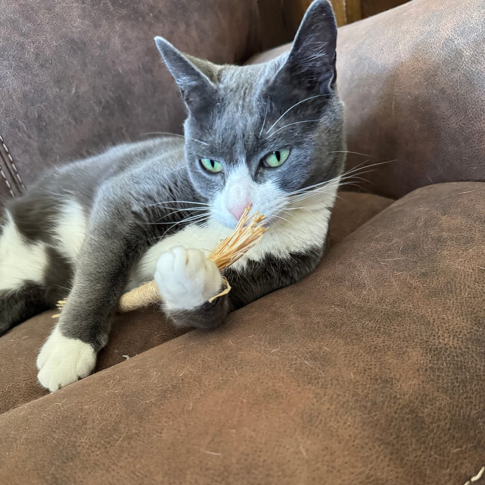 <p><strong>Approved by 21,000+ Healthy Cats!</strong></p>