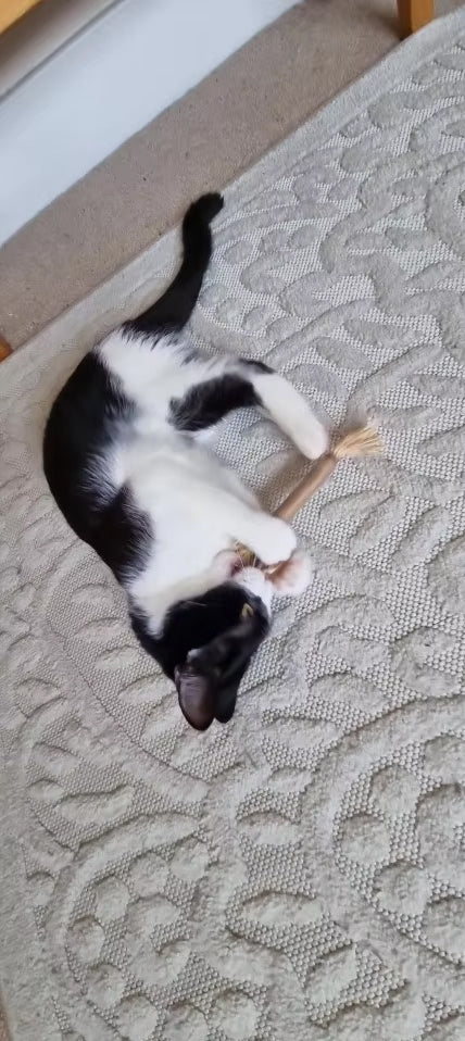 <p><strong>Approved by 21,000+ Healthy Cats!</strong></p>