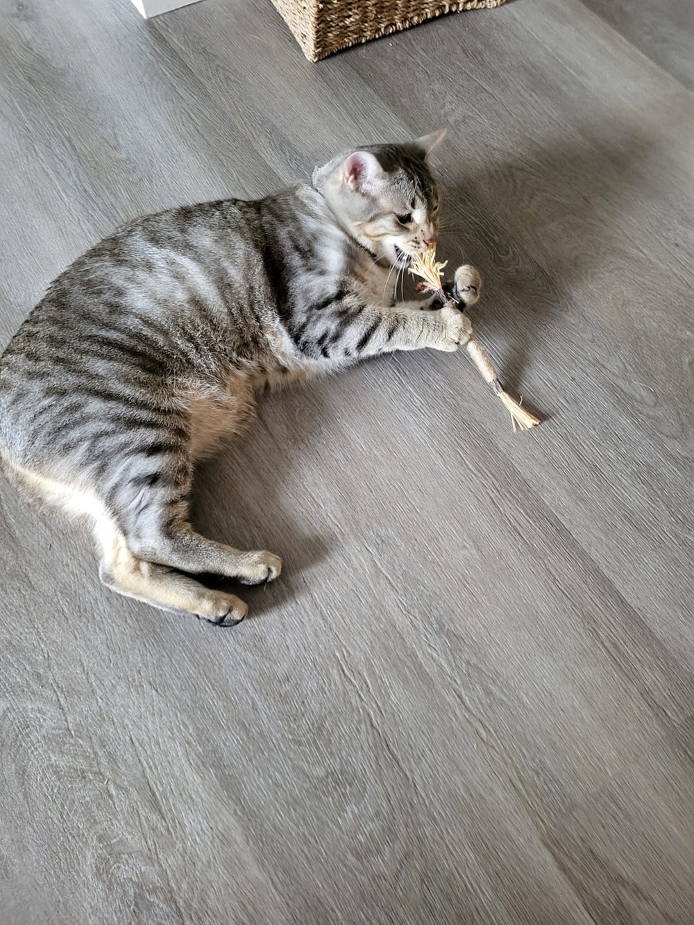 <p><strong>Approved by 21,000+ Healthy Cats!</strong></p>
