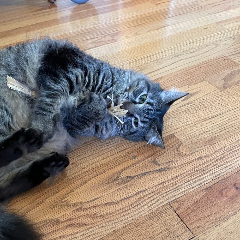 <p><strong>Approved by 21,000+ Healthy Cats!</strong></p>