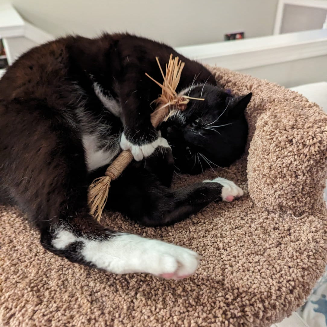 PurePet™ Natural Silvervine Sticks - Dental Chews for Cats