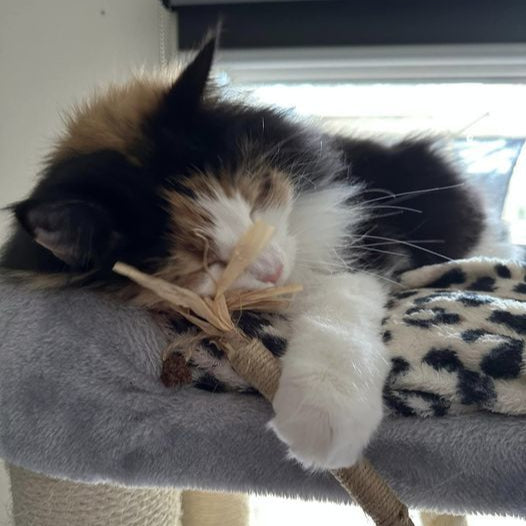 PurePet™ Natural Silvervine Sticks - Dental Chews for Cats