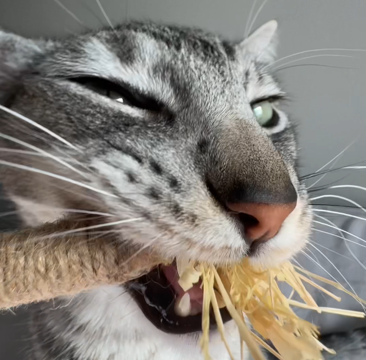 PurePet™ Natural Silvervine Sticks - Dental Chews for Cats